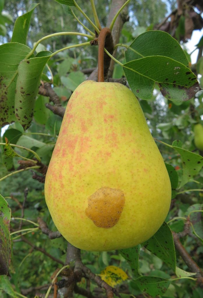 Плод груши Чижовской