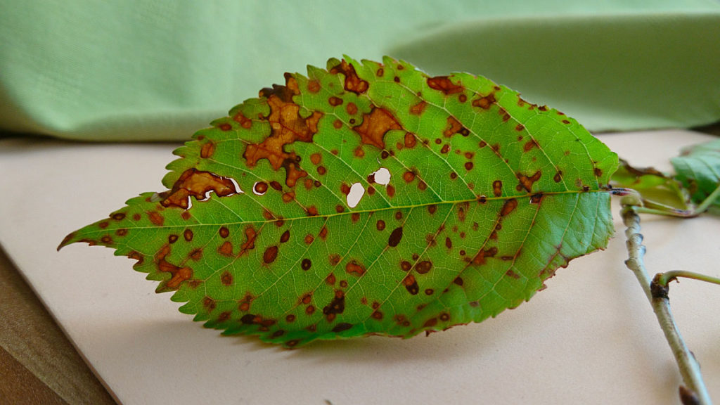 Бактериальный рак на листе вишни