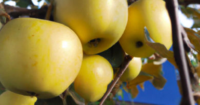 Как предотвратить потемнение яблок после их разрезания?