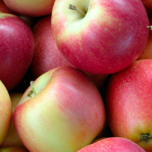 Спелые яблоки сорта Хани Крисп