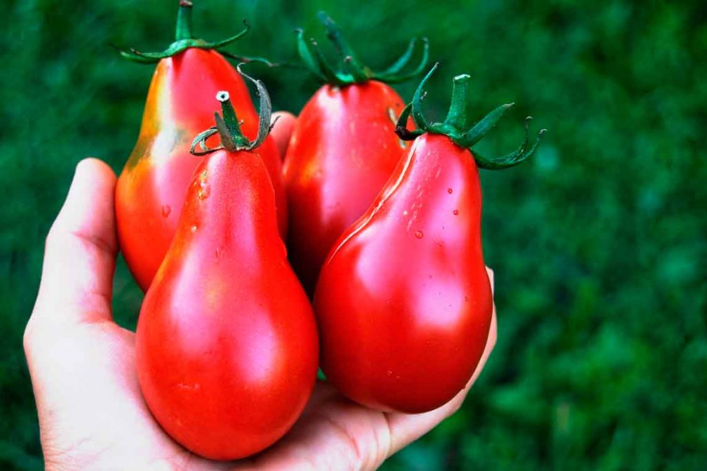 Грушевидные помидоры