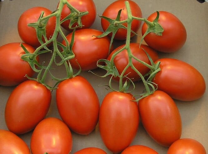 Сливовидные помидоры Рома